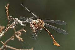 Aphylla angustifolia