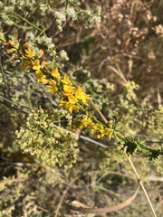 Acmispon glaber glaber