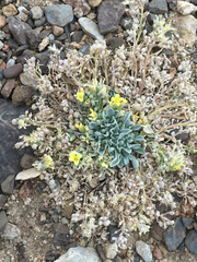 Physaria kingii kingii