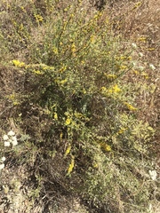 Acmispon glaber glaber