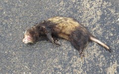 Mustela putorius