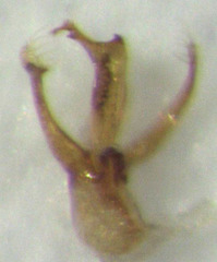 Stenosagola thayerae