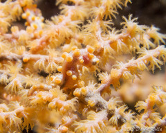 Hippocampus bargibanti