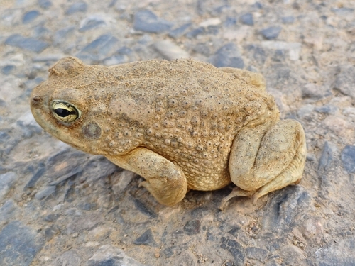 Balletto's Toad, Sclerophrys tihamica