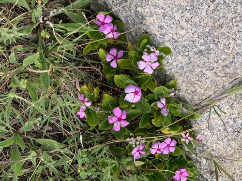 Catharanthus roseus