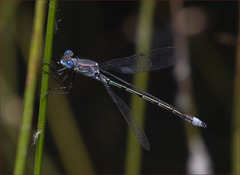 Lestes stultus