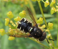Stratiomys badia