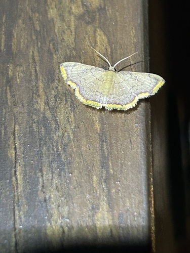 Tricentra navatteae