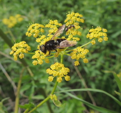 Stratiomys badia