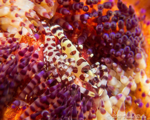 Periclimenes colemani Bruce, 1975