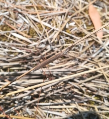 Creoleon lugdunensis