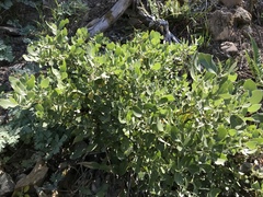 Garrya buxifolia