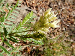 Astragalus bolanderi