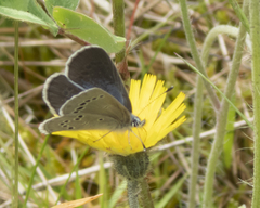 Glaucopsyche lygdamus image