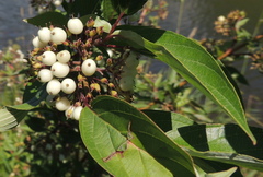 Cornus sericea sericea