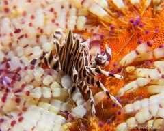 Zebrida adamsii