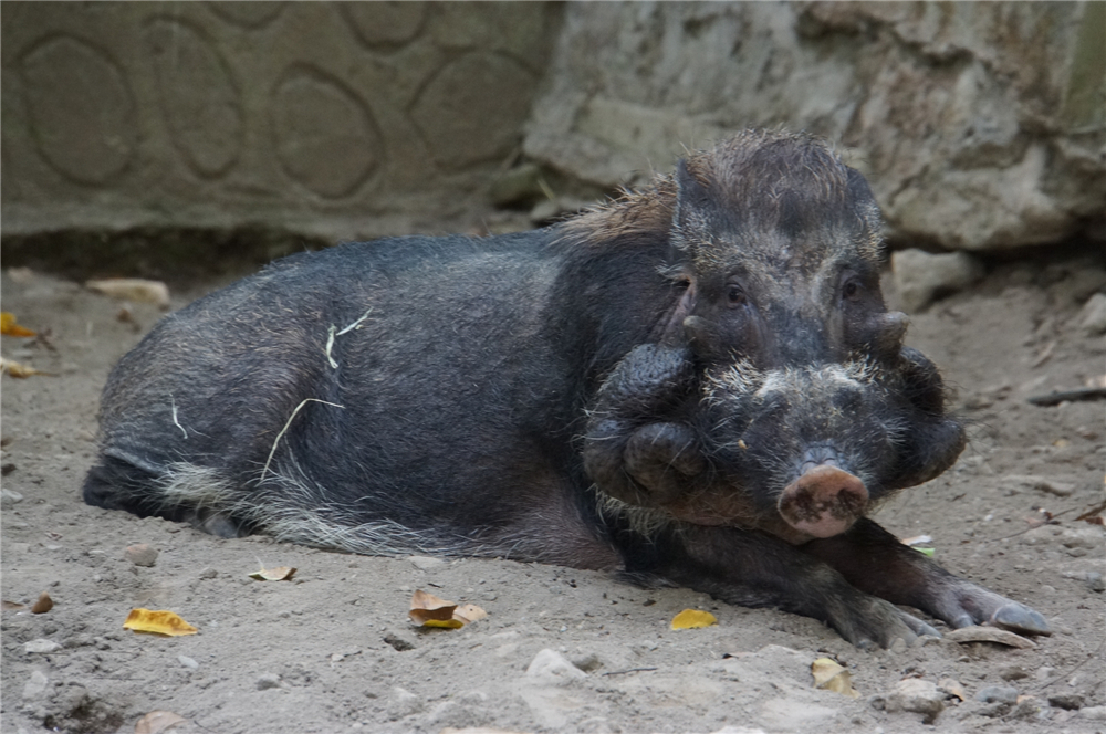 Java Warty Pig