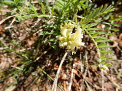 Astragalus bolanderi