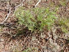 Astragalus bolanderi
