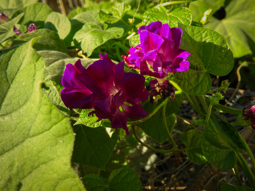 Tall morning-glory (Ipomoea purpurea)