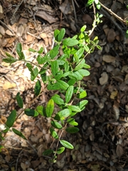 Lonicera subspicata subspicata