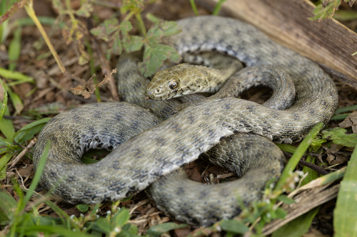 Tessellated Water Snake