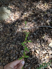 Lonicera subspicata subspicata