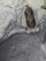 Clepsis melaleucanus