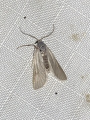 Acentria ephemerella