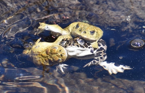 iNaturalist observation photo of Yosemite Toad