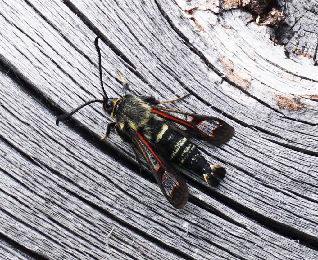 Fireweed Clearwing Moth (DenverBoulder Metro Area Butterflies and