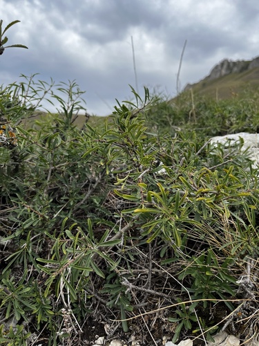 Image of Rhamnus erythroxyloides by (c) Наталья Пикалова, some rights reserved (CC BY)