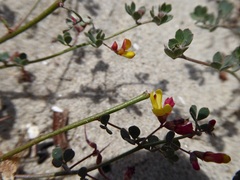 Acmispon prostratus