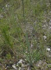 Eustachys petraea