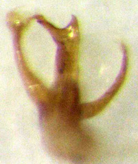 Stenosagola thayerae