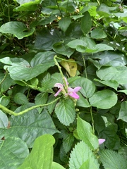 Canavalia cathartica