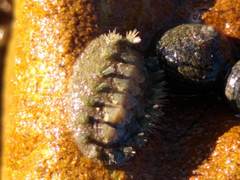 Acanthochitona zelandica