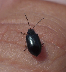 Lysathia ludoviciana