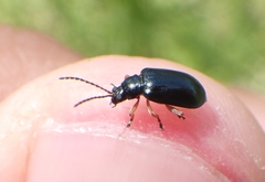 Lysathia ludoviciana