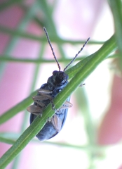 Lysathia ludoviciana