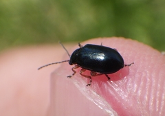 Lysathia ludoviciana
