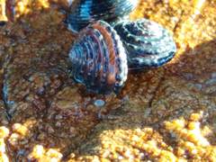 Diloma bicanaliculatum