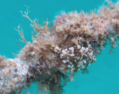 Stephanolepis setifer