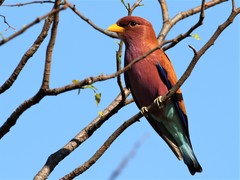 Eurystomus glaucurus suahelicus