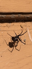 Latrodectus hesperus
