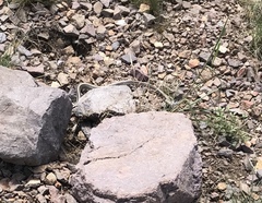Salvadora deserticola