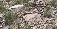 Salvadora deserticola
