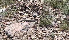 Salvadora deserticola