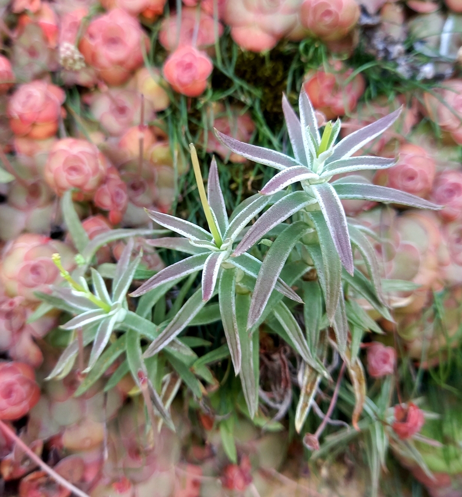 Crassula tetragona, Kannaland Local Municipality, South Africa