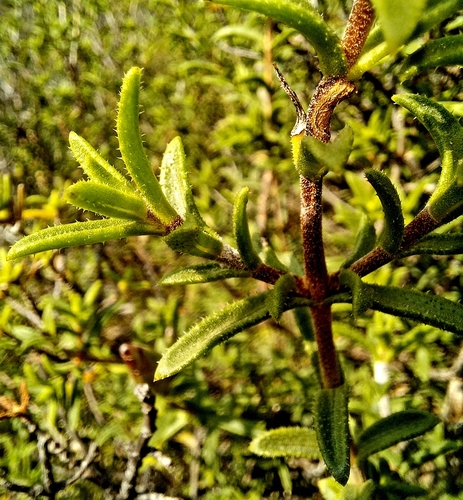 Image of Pteronia hutchinsoniana by (c) kevin koen, some rights reserved (CC BY-SA)